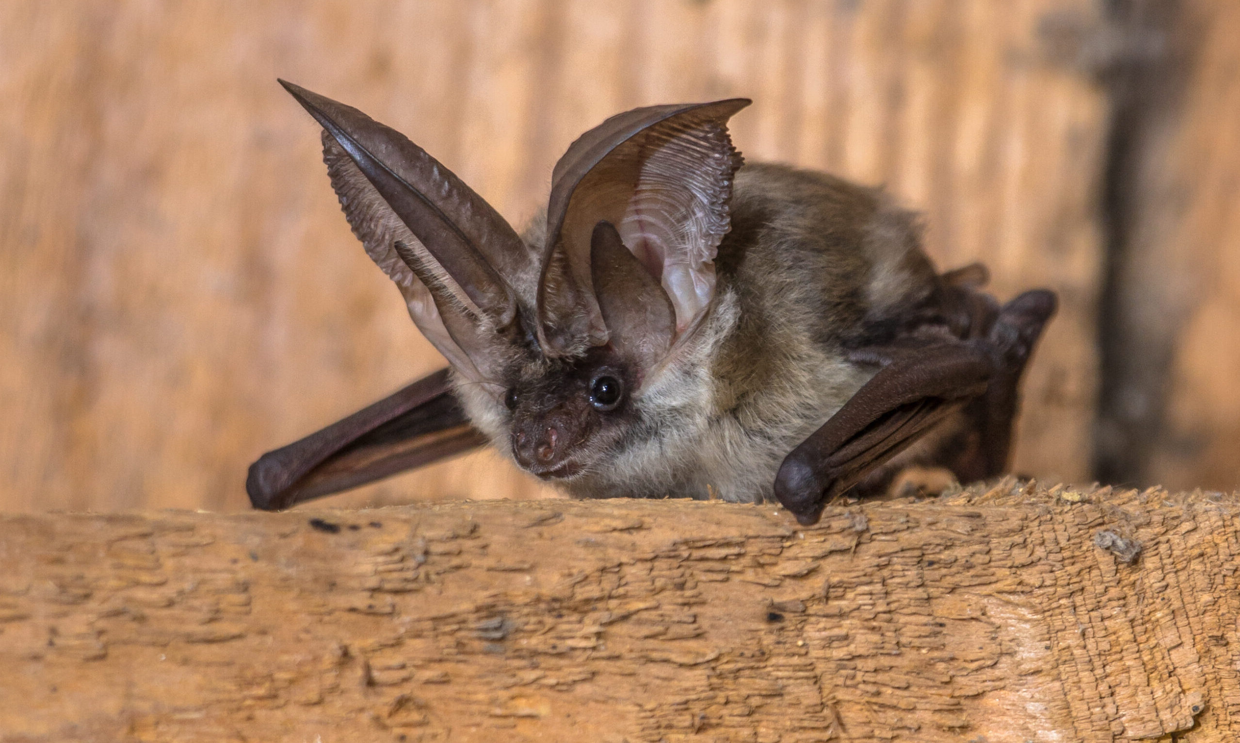 Grey,Long-eared,Bat,(plecotus,Austriacus),Is,A,Fairly,Large,European
