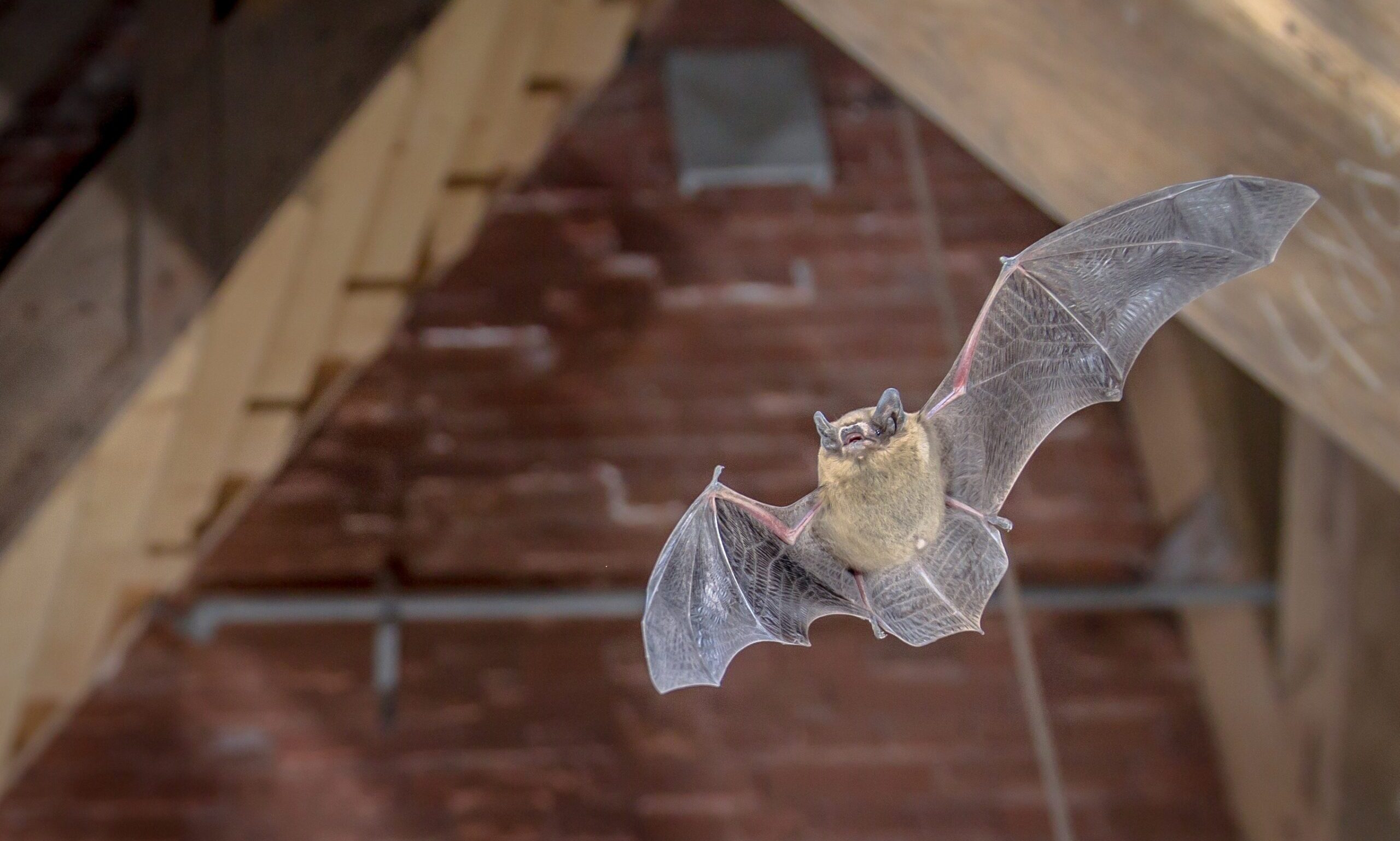 Flying,Pipistrelle,Bat,(pipistrellus,Pipistrellus),Action,Shot,Of,Hunting,Animal